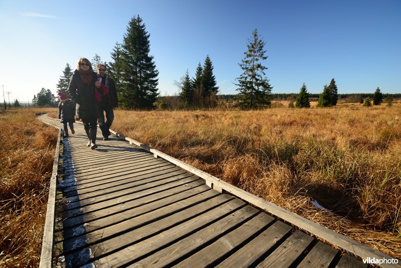 Wandelen in de Hoge Venen