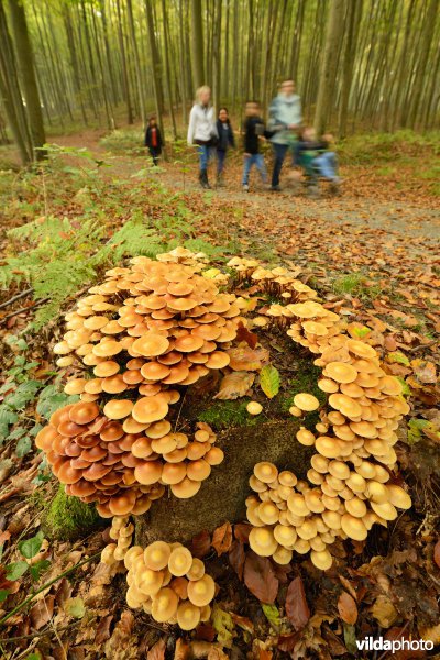 Kinderen kijken naar paddestoelen in het Hallerbos