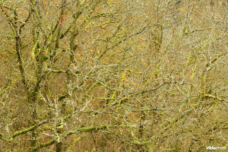 Vallei van de Ourthe