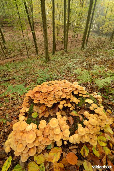 Hallerbos