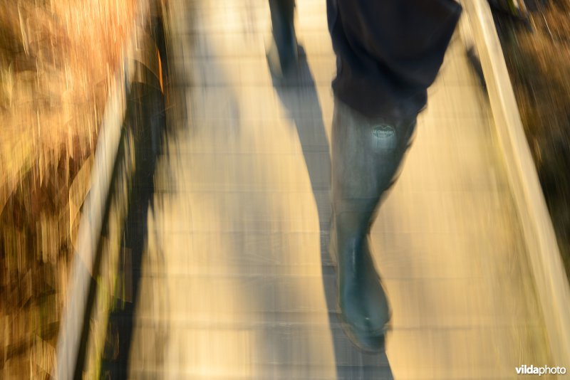 Wandelen in de Hoge Venen