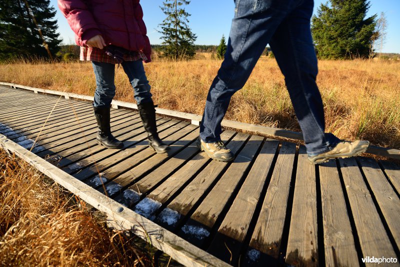 Wandelen in de Hoge Venen