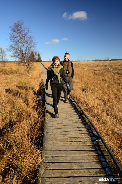 Wandelen in de Hoge Venen