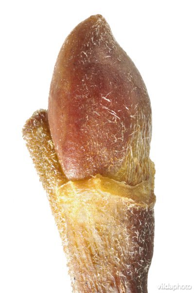 Knop van Geoorde wilg