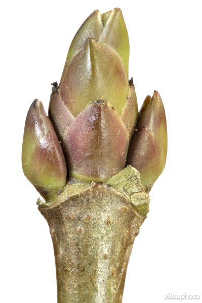 Knop van Noorse esdoorn