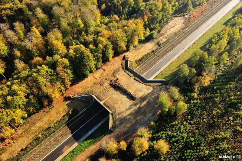 Ecoduct in het Zoniënbos over spoorweg