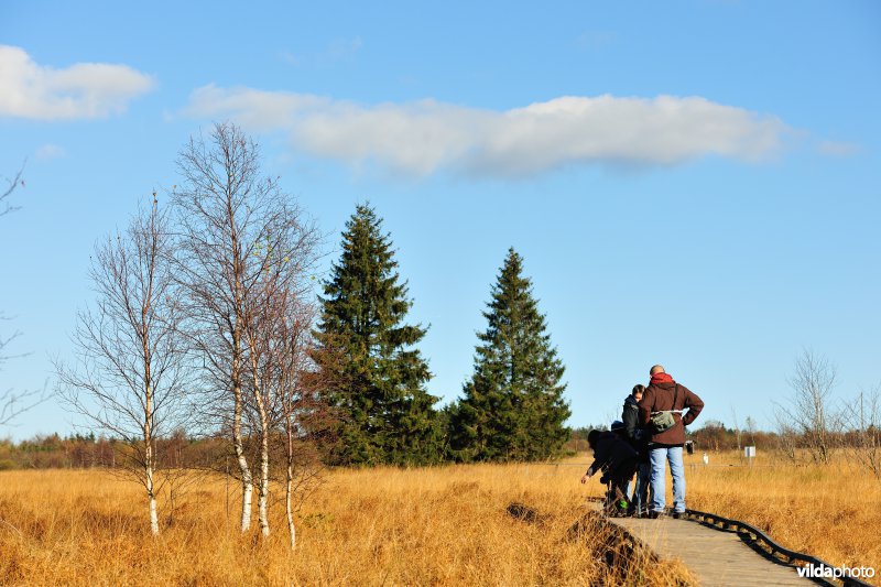Wandelen in de Hoge Venen