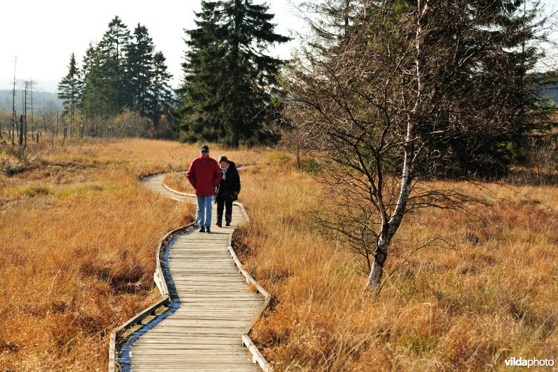 Wandelen in de Hoge Venen