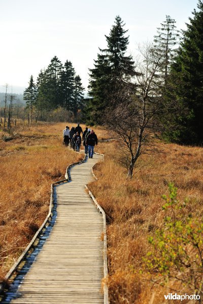 Wandelen in de Hoge Venen