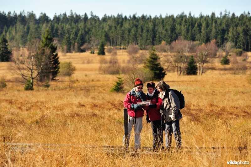 Wandelen in de Hoge Venen