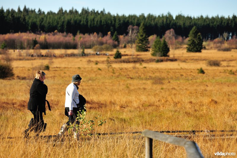 Wandelen in de Hoge Venen