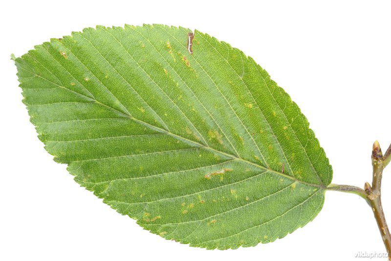Elsbladige lijsterbes