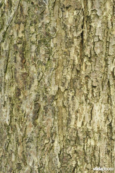 Gladde iep