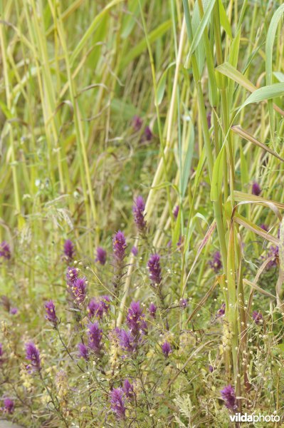 Bloemrijke akker met Wilde weit