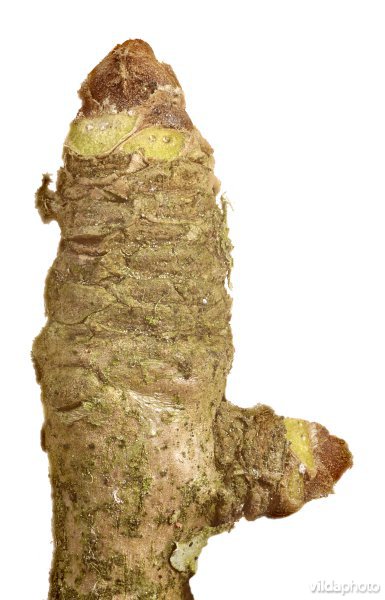 Knop van Ginkgo