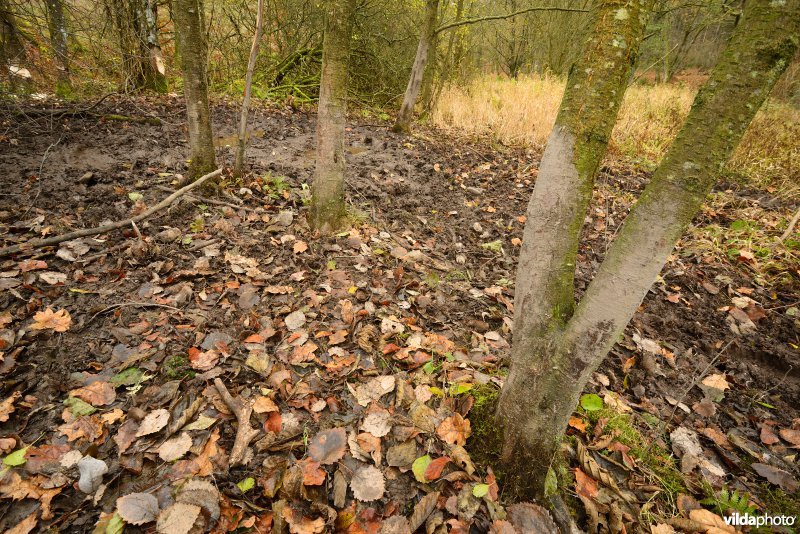 Zwoelplek van everzwijnen