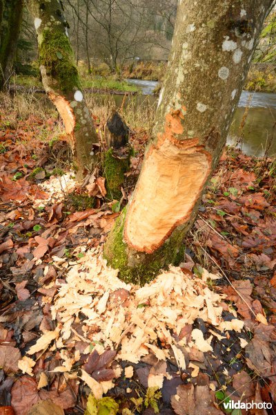 Vallei van de Ourthe