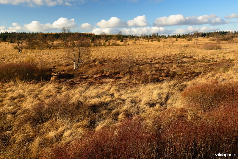 Fagne de la Polleur