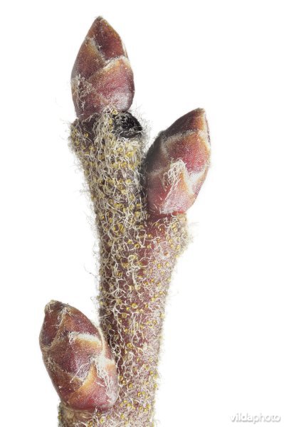 Knop van Wilde gagel