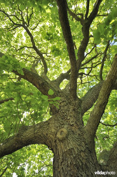 Trompetboom