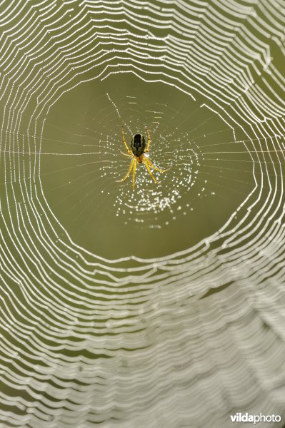 Driestreepspin