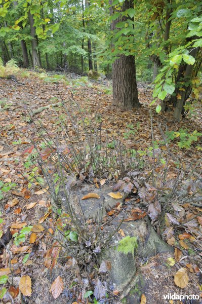 Knoppenvraat door ree