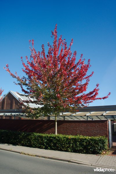 Acer rubrum Scanlon