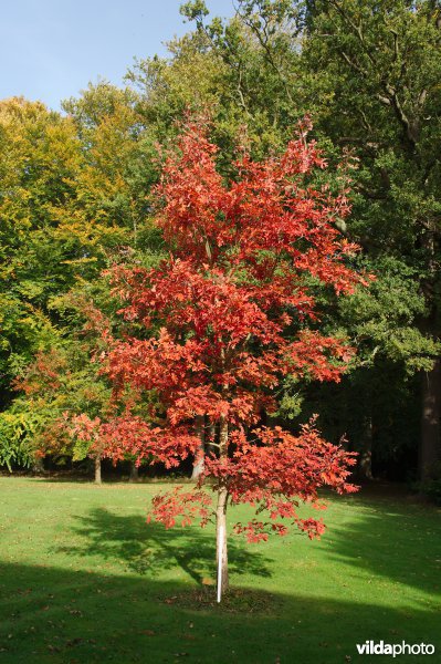 Quercus alba