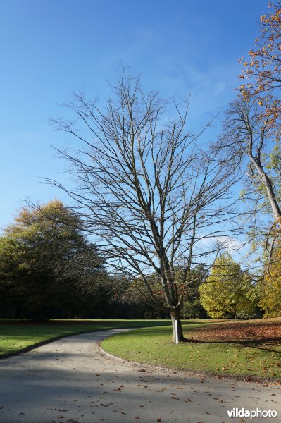 Suikeresdoorn