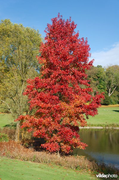 Amerikaanse amberboom