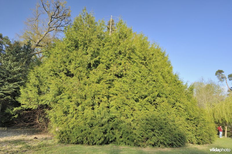 Reuzenlevensboom