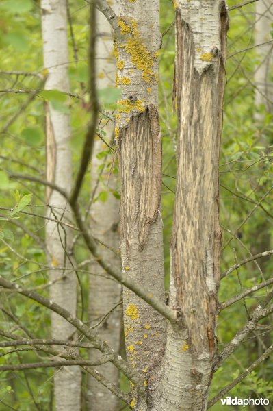 Wildschade door herten