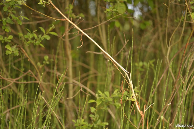 Vraatschade door ree