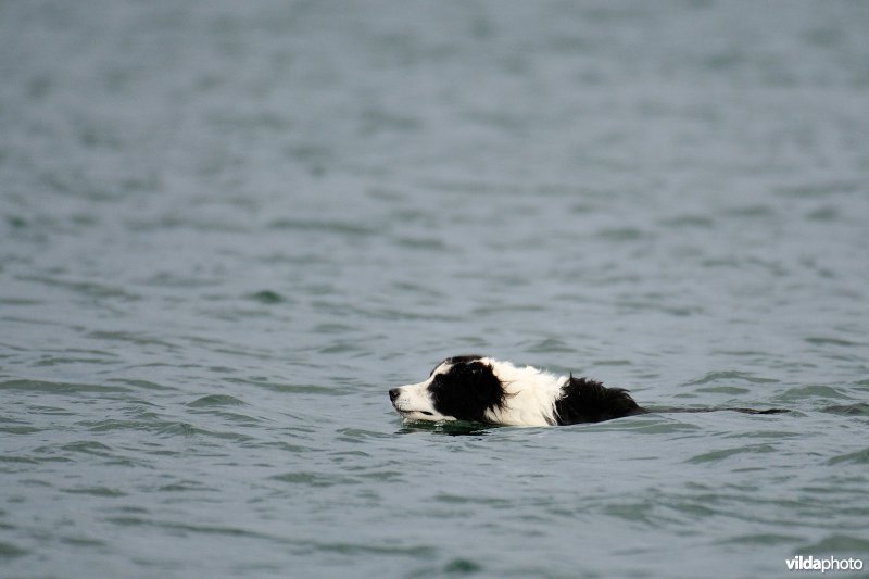 Zwemmende Bordercollie