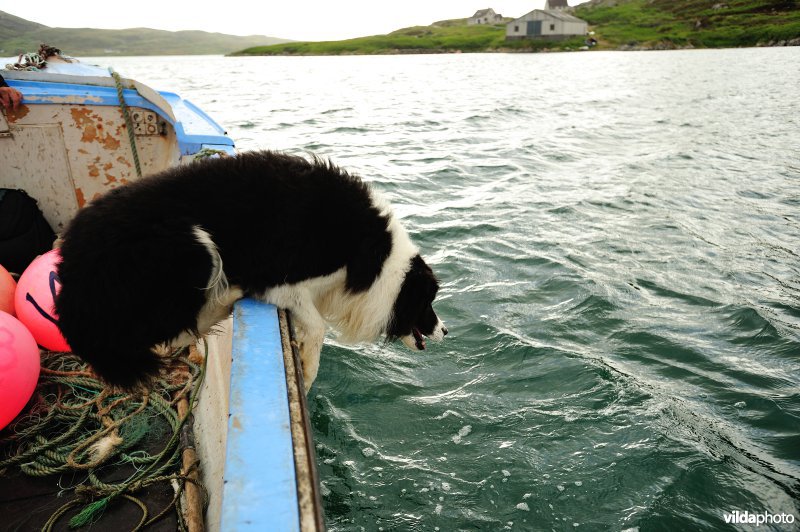 Bordercollie