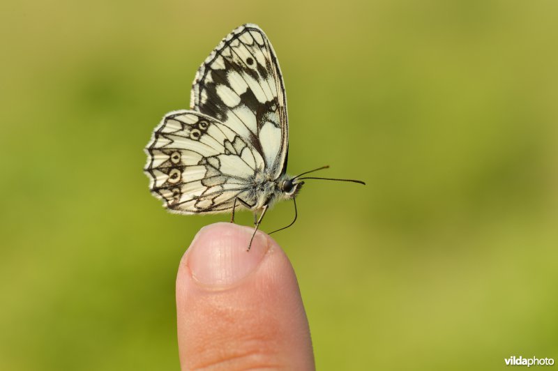 Dambordje op vinger