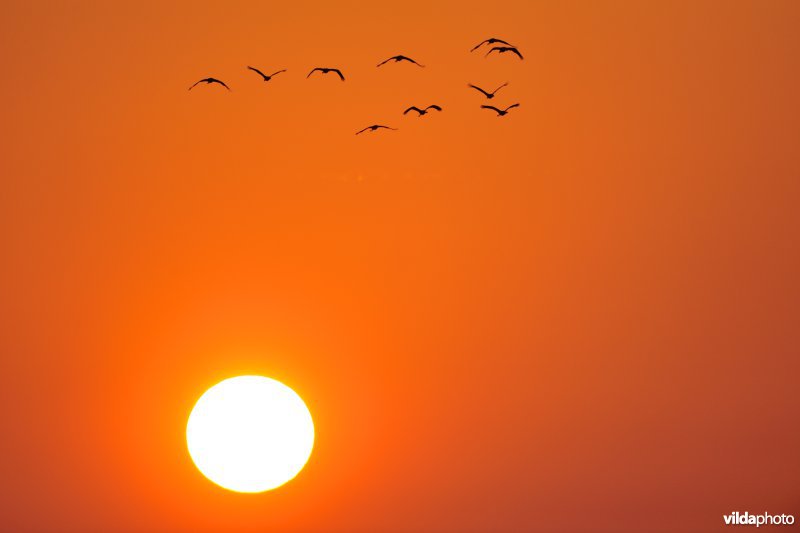 Kraanvogels in vlucht