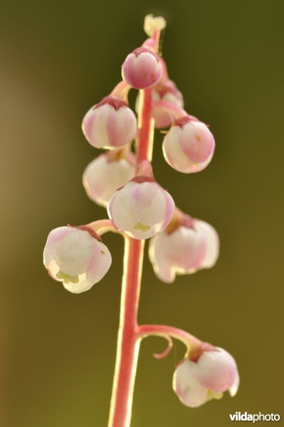 Klein wintergroen