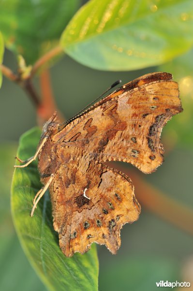 Gehakkelde aurelia