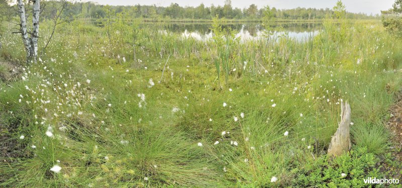 Verlandend ven met beversporen