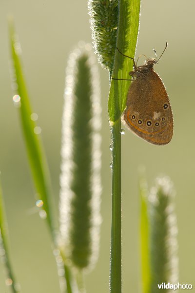 Roodstreephooibeestje bij het ochtendgloren