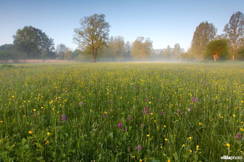 Orchideeënweide bij zonsopgang