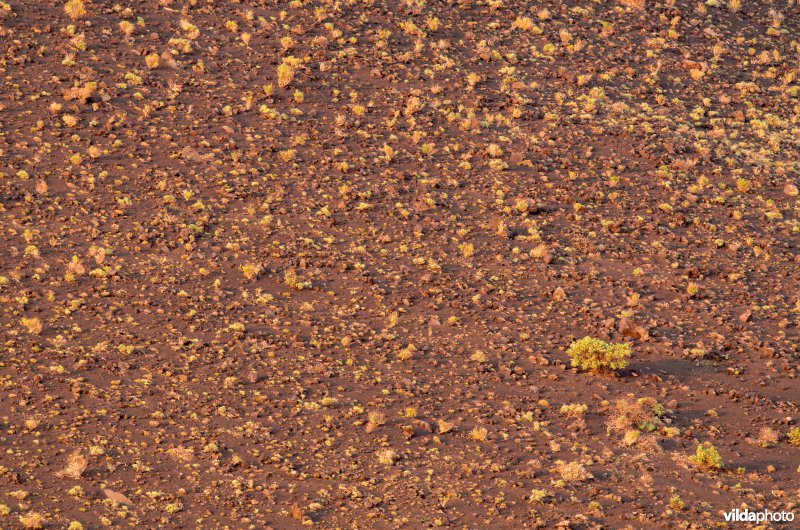 Prille vegetatie op vulkaanas