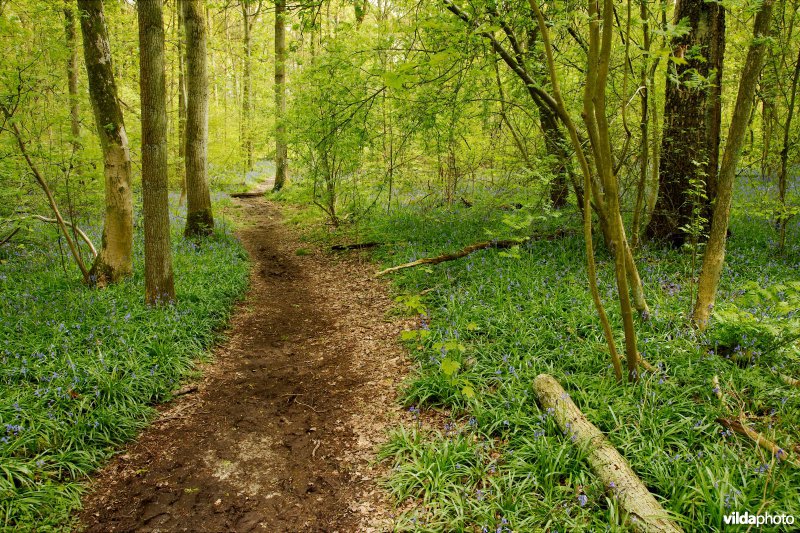 9130 Beukenbossen Asperulo-Fagetum
