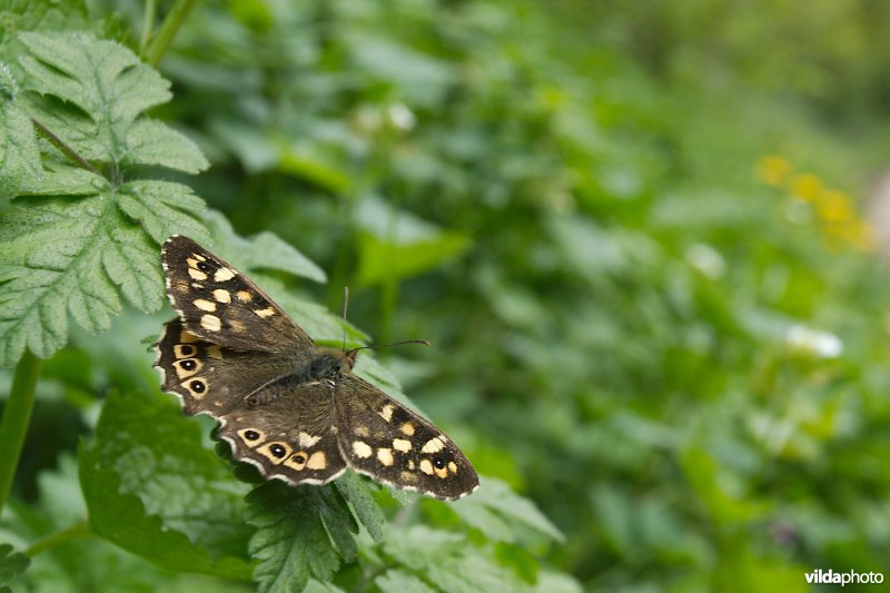 Bont zandoogje in holle weg