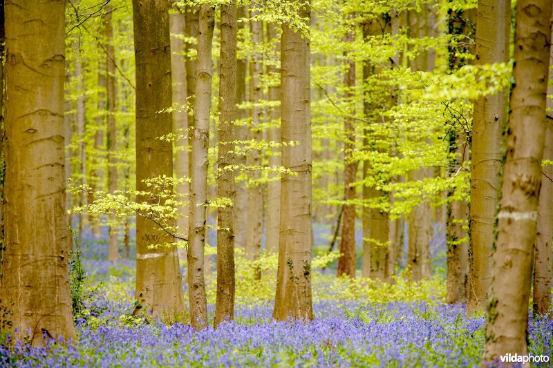 Beukenbossen van het type Asperulo-Fagetum