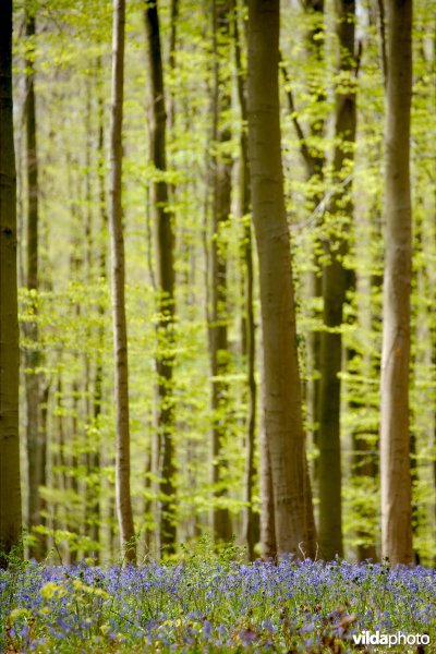 Beukenbossen van het type Asperulo-Fagetum