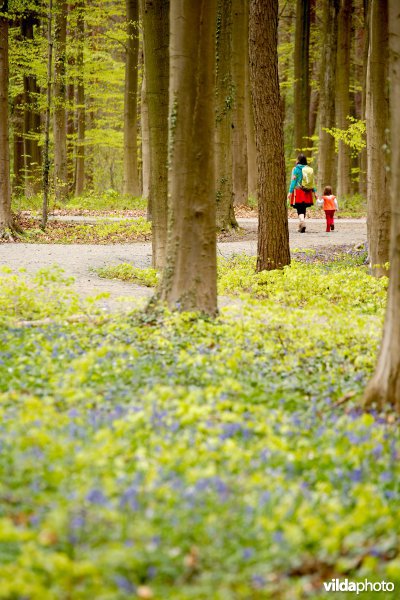 Beukenbossen van het type Asperulo-Fagetum