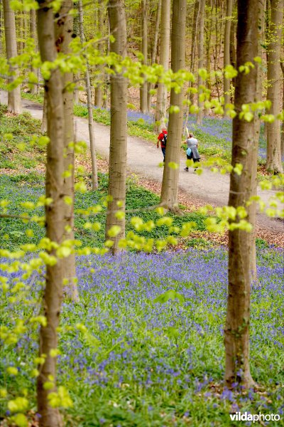 Beukenbossen van het type Asperulo-Fagetum