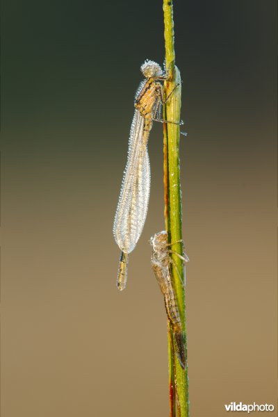 Azuurjuffer met exuvium
